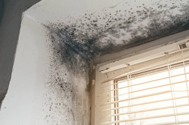 Affordable Attic Mold Remediation solutions in Kempton, PA
