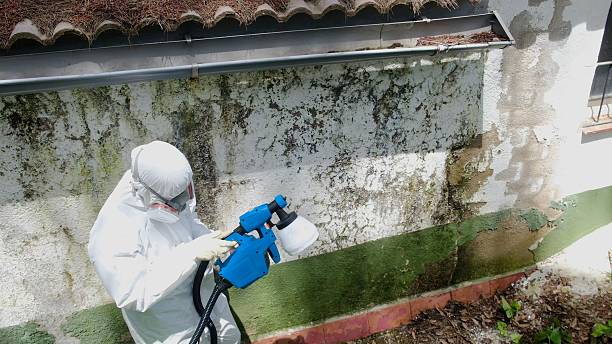 Top rated local Attic Mold Remediation specialists in Kempton, PA